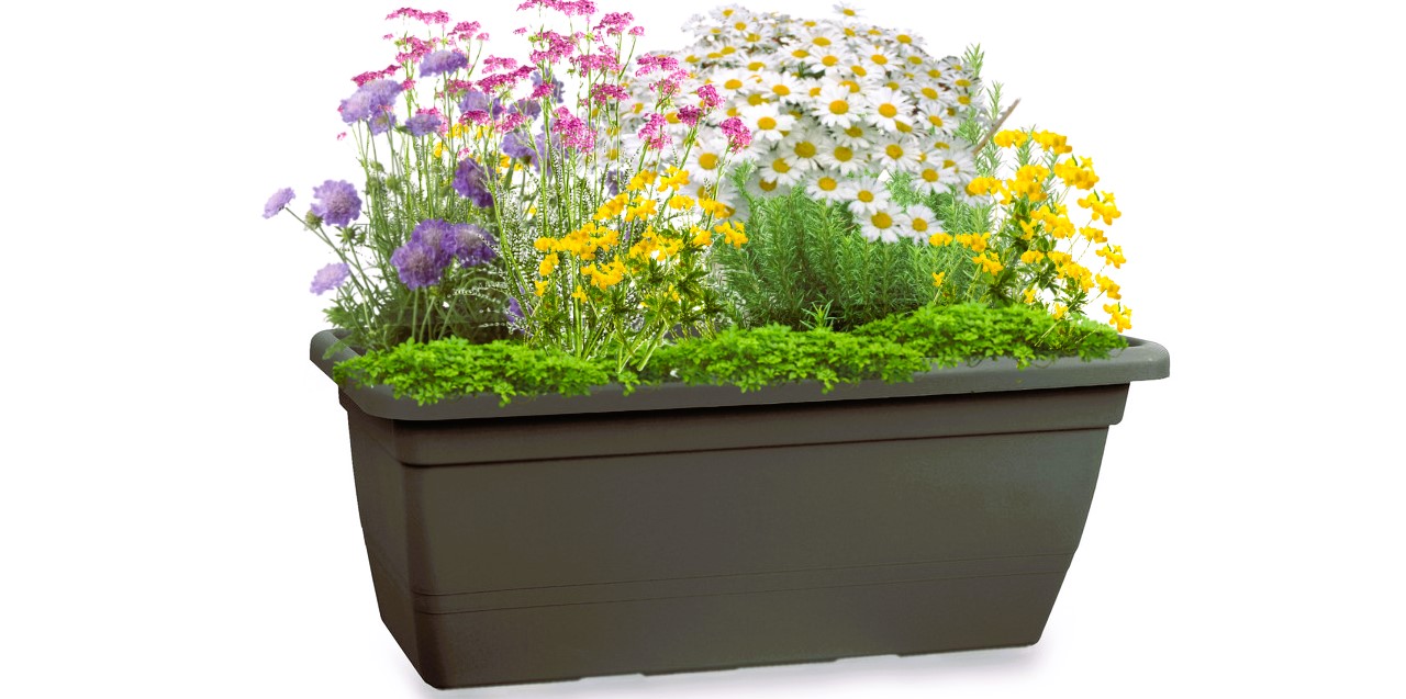 Soleil Sauvage – Native Window Box Kit - 3